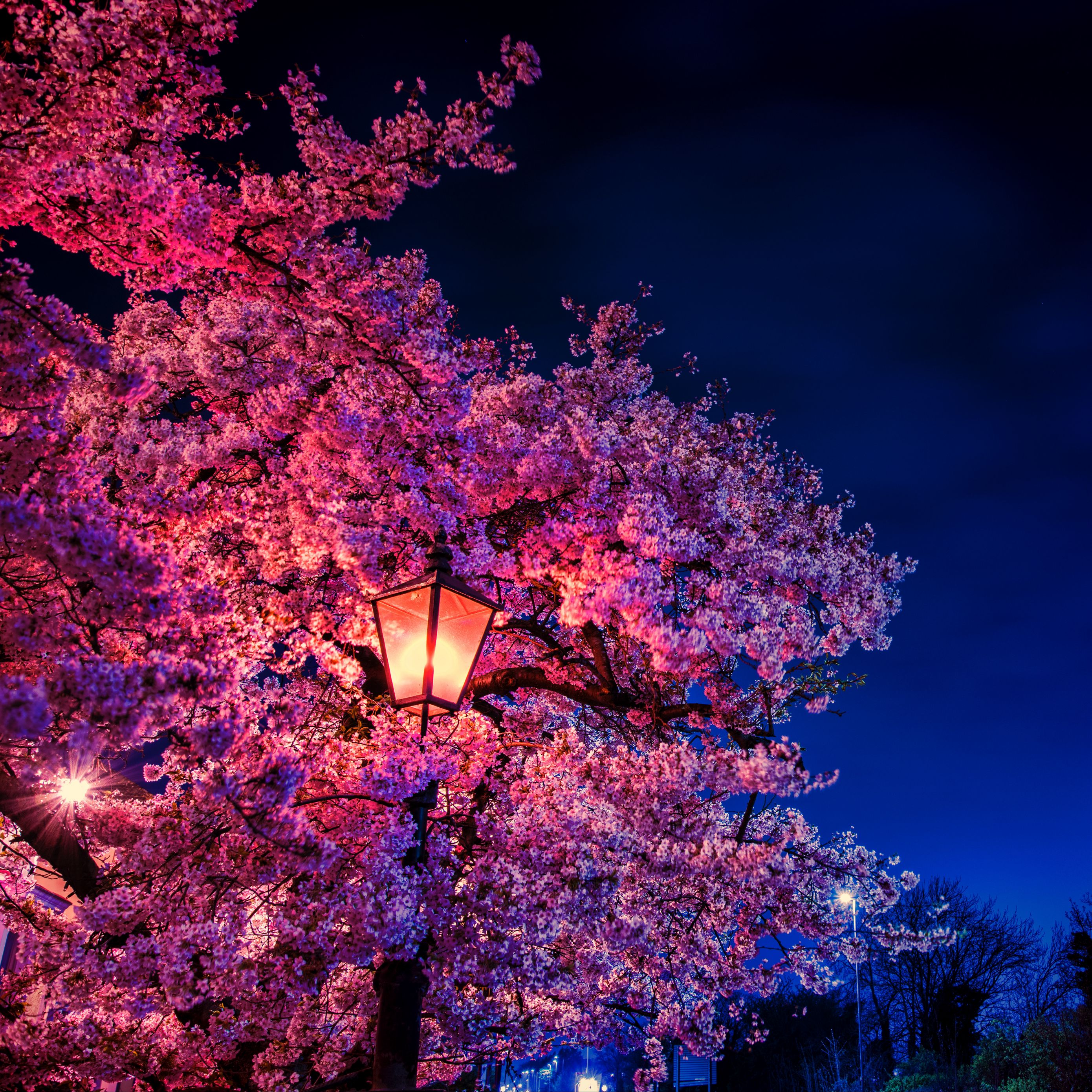 Tree Nature Natural Landscape Light Naruto Full HD HDTV - Eyecandy for your  XFCE-Desktop 
