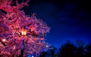 Preview wallpaper sakura, flowers, lantern, blooms, evening, spring