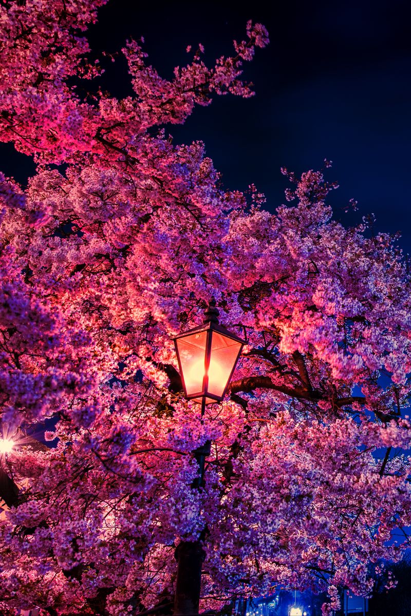 Sakura Aesthetic, naruto, sakura, HD phone wallpaper | Peakpx