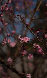 Preview wallpaper sakura, flowers, macro, pink, branches