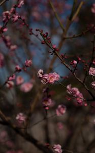 Preview wallpaper sakura, flowers, macro, pink, branches