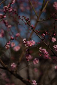 Preview wallpaper sakura, flowers, macro, pink, branches