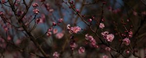 Preview wallpaper sakura, flowers, macro, pink, branches