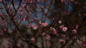 Preview wallpaper sakura, flowers, macro, pink, branches