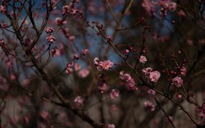 Preview wallpaper sakura, flowers, macro, pink, branches