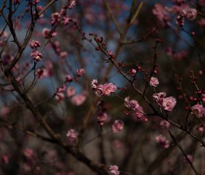 Preview wallpaper sakura, flowers, macro, pink, branches