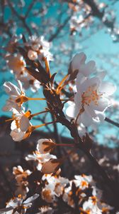 Preview wallpaper sakura, flowers, macro, white, flowering