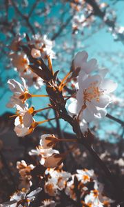 Preview wallpaper sakura, flowers, macro, white, flowering