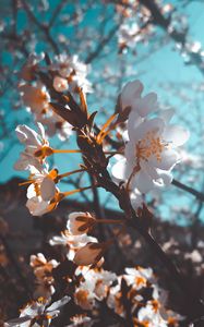 Preview wallpaper sakura, flowers, macro, white, flowering