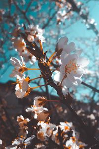 Preview wallpaper sakura, flowers, macro, white, flowering