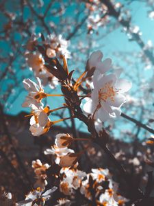 Preview wallpaper sakura, flowers, macro, white, flowering