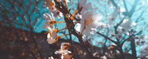 Preview wallpaper sakura, flowers, macro, white, flowering