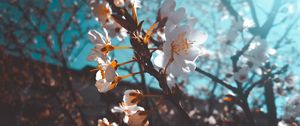 Preview wallpaper sakura, flowers, macro, white, flowering