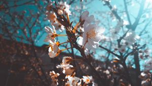 Preview wallpaper sakura, flowers, macro, white, flowering