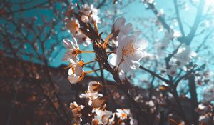 Preview wallpaper sakura, flowers, macro, white, flowering