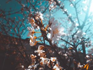 Preview wallpaper sakura, flowers, macro, white, flowering