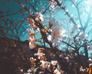 Preview wallpaper sakura, flowers, macro, white, flowering