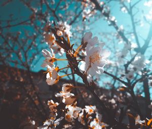 Preview wallpaper sakura, flowers, macro, white, flowering