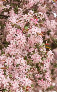 Preview wallpaper sakura, flowers, petals, pink, macro