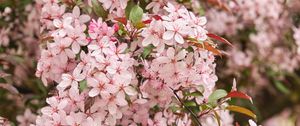 Preview wallpaper sakura, flowers, petals, pink, macro