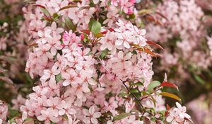 Preview wallpaper sakura, flowers, petals, pink, macro