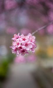 Preview wallpaper sakura, flowers, petals, pink, branch, blur