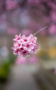 Preview wallpaper sakura, flowers, petals, pink, branch, blur