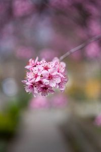Preview wallpaper sakura, flowers, petals, pink, branch, blur