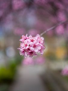 Preview wallpaper sakura, flowers, petals, pink, branch, blur