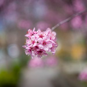 Preview wallpaper sakura, flowers, petals, pink, branch, blur