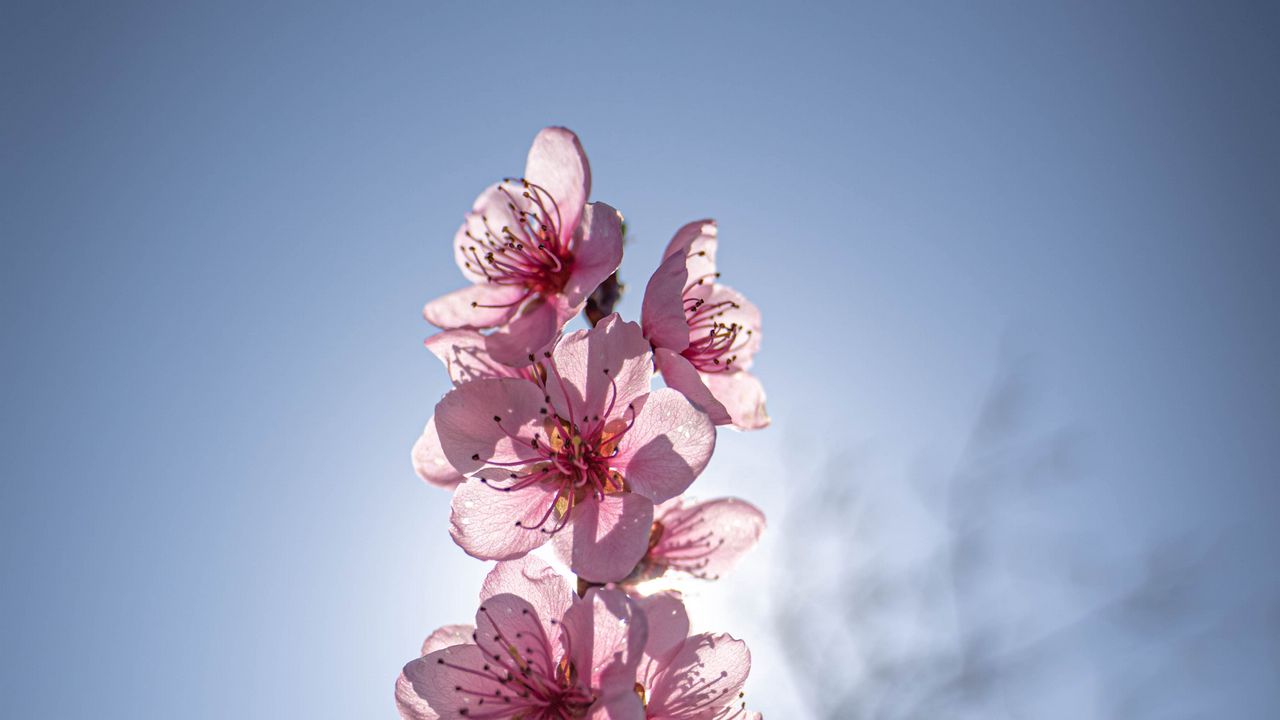 Wallpaper sakura, flowers, petals, pink, blur