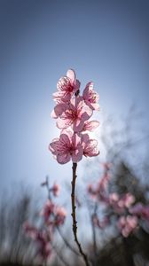 Preview wallpaper sakura, flowers, petals, pink, blur