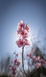 Preview wallpaper sakura, flowers, petals, pink, blur