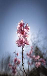 Preview wallpaper sakura, flowers, petals, pink, blur