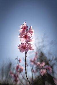 Preview wallpaper sakura, flowers, petals, pink, blur