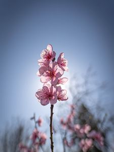 Preview wallpaper sakura, flowers, petals, pink, blur