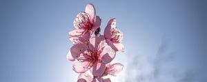 Preview wallpaper sakura, flowers, petals, pink, blur