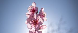 Preview wallpaper sakura, flowers, petals, pink, blur