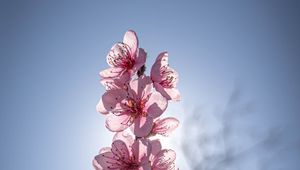 Preview wallpaper sakura, flowers, petals, pink, blur