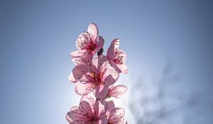 Preview wallpaper sakura, flowers, petals, pink, blur