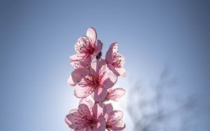 Preview wallpaper sakura, flowers, petals, pink, blur