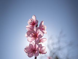 Preview wallpaper sakura, flowers, petals, pink, blur