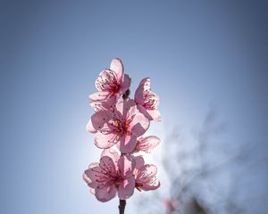 Preview wallpaper sakura, flowers, petals, pink, blur