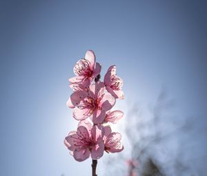 Preview wallpaper sakura, flowers, petals, pink, blur