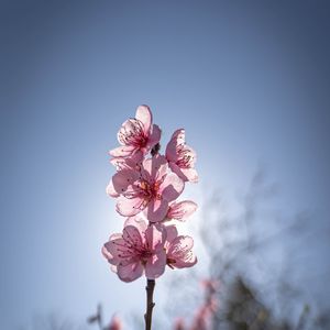 Preview wallpaper sakura, flowers, petals, pink, blur