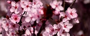 Preview wallpaper sakura, flowers, petals, pink