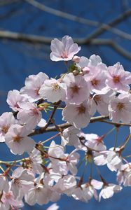 Preview wallpaper sakura, flowers, petals, branch, spring