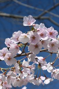 Preview wallpaper sakura, flowers, petals, branch, spring