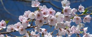 Preview wallpaper sakura, flowers, petals, branch, spring