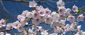 Preview wallpaper sakura, flowers, petals, branch, spring